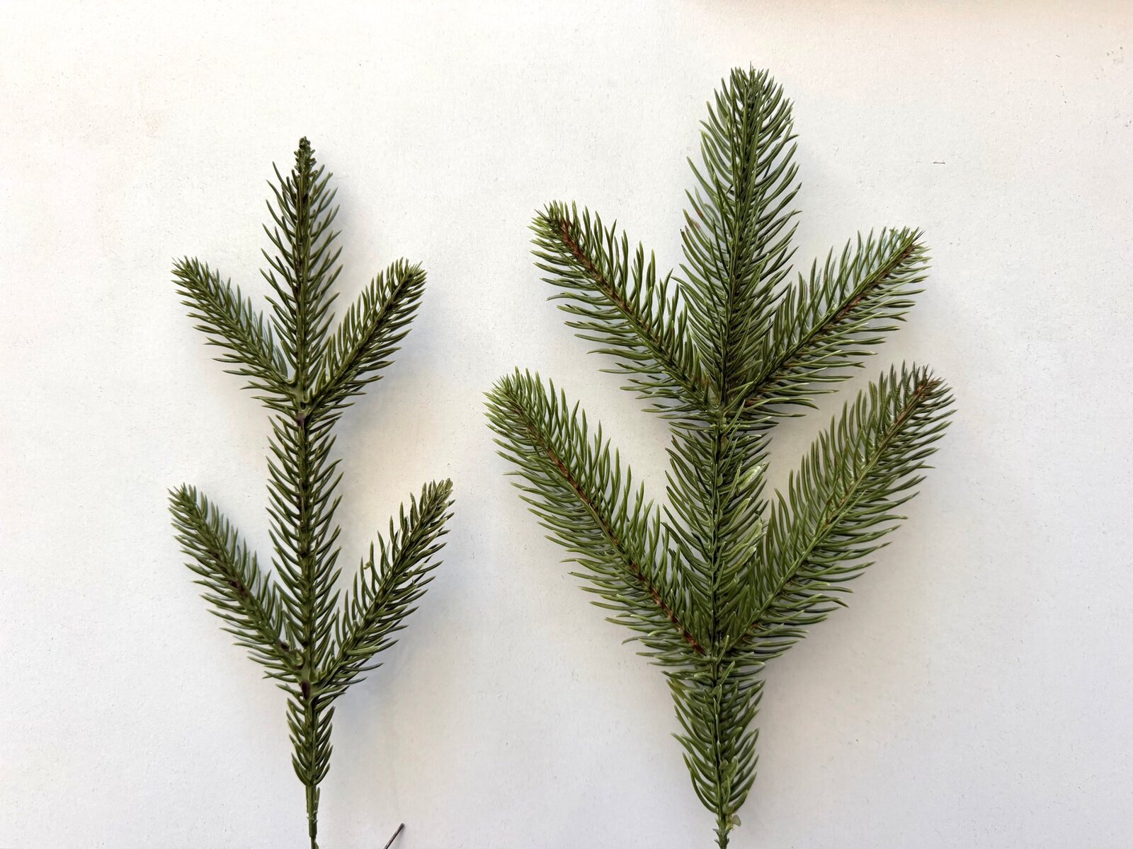 A branch of Estrella on the left, with thin needles, next to a larger, bushier branch of Alma on the right, on a white background