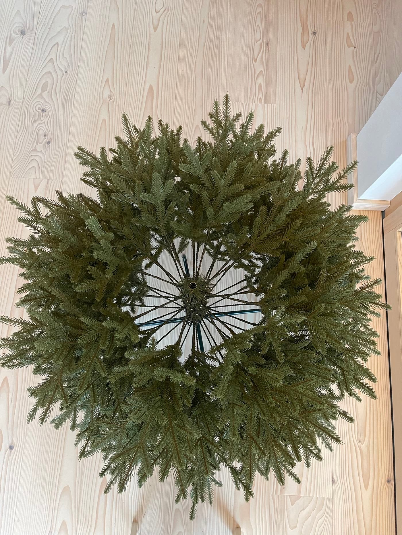 The hinged branches seen from above