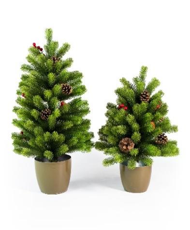 Pinito, small tree