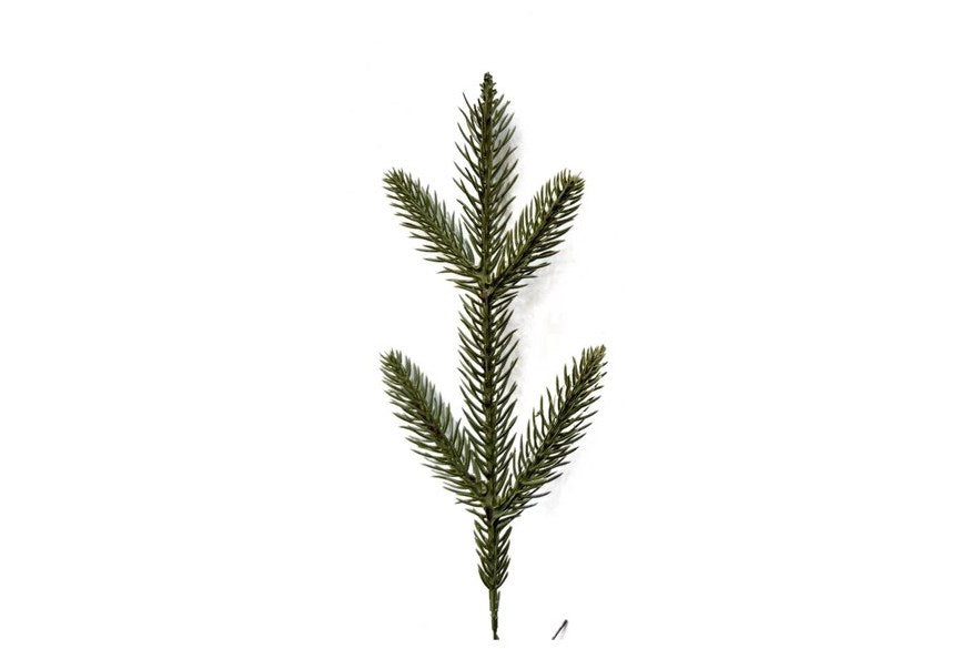 A branch of Estrella, with thin needles